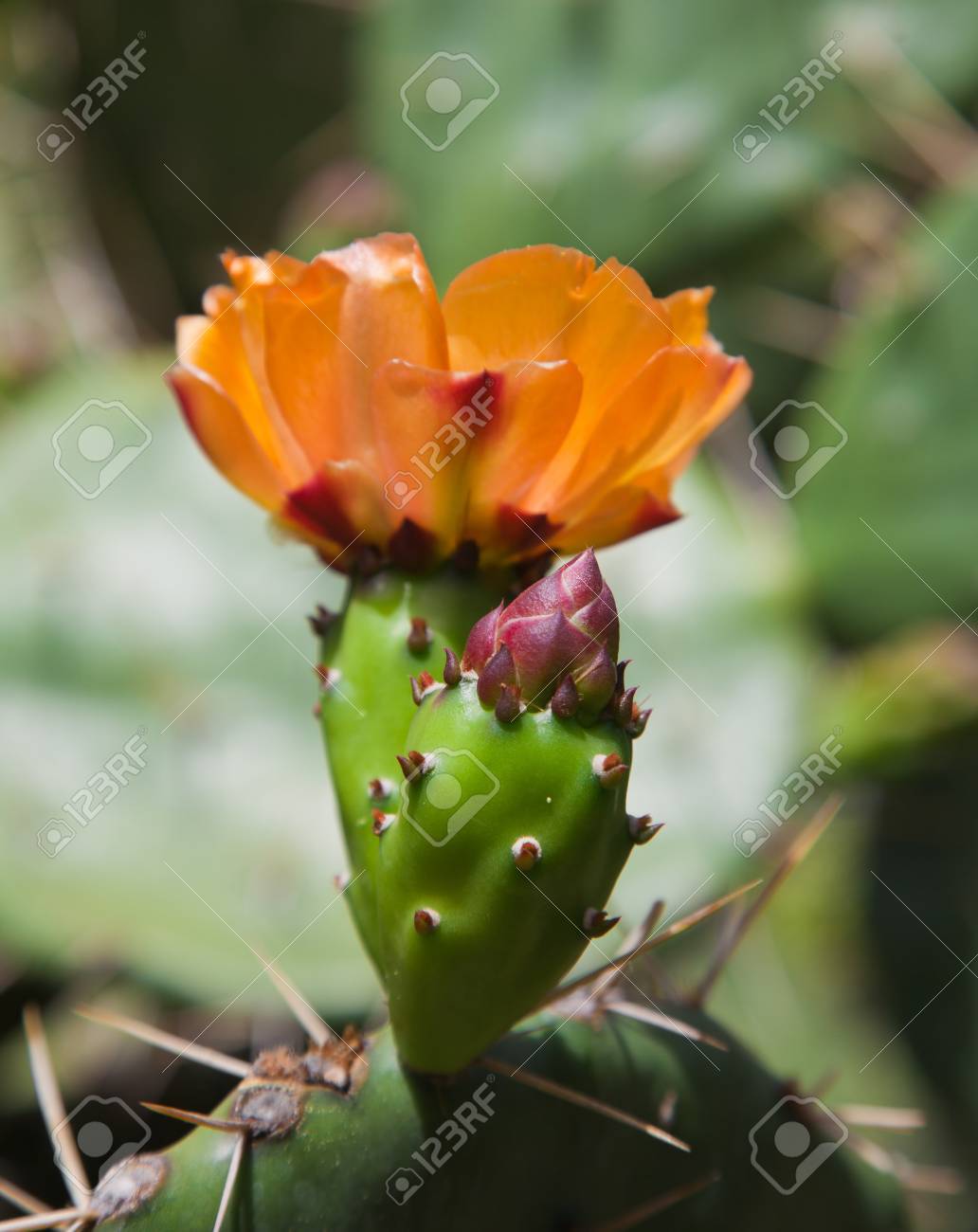 オレンジ色のウチワ サボテンの花とつぼみ の写真素材 画像素材 Image オレンジ色のウチワ サボテンの花とつぼみ の写真素材 画像素材 Image