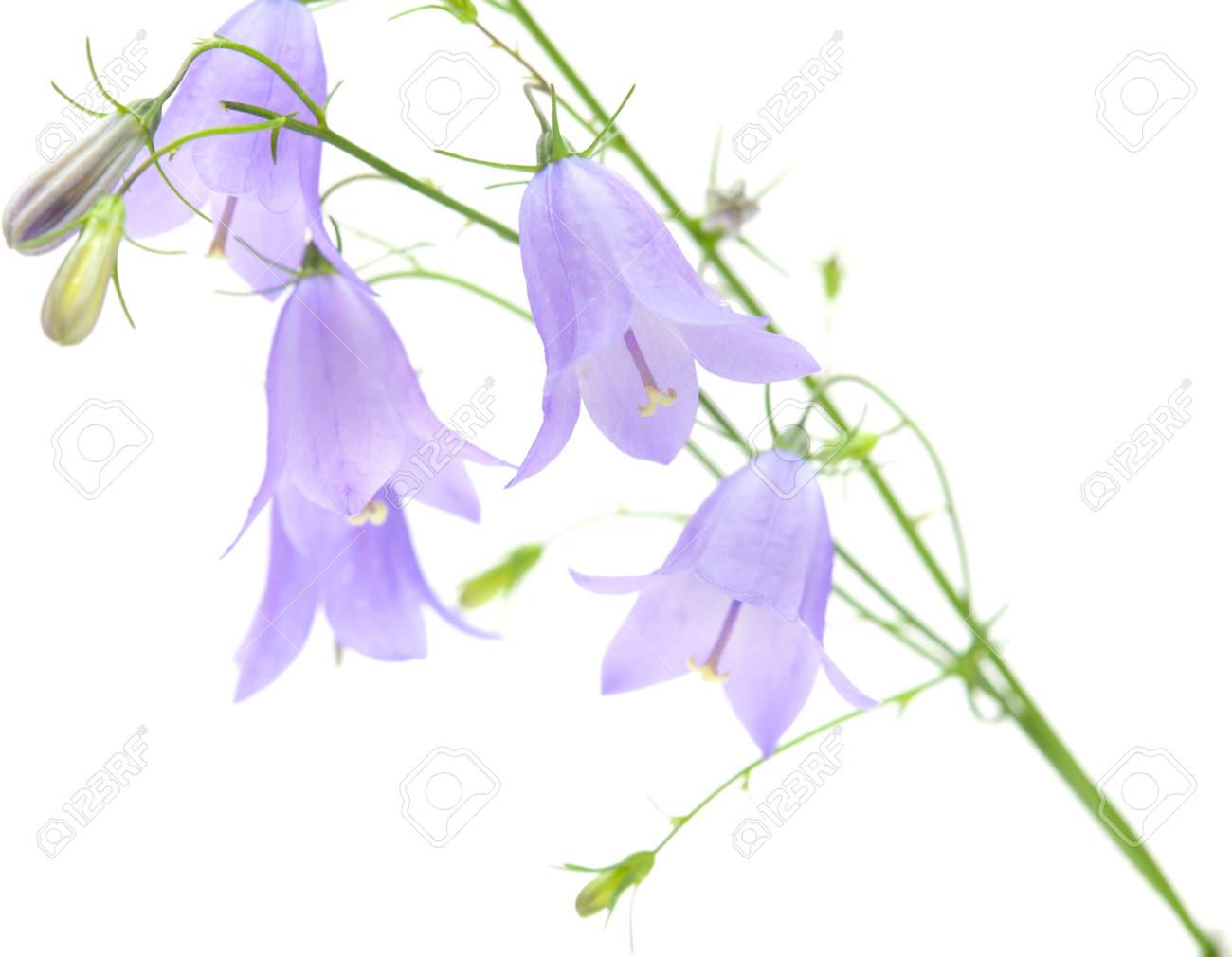 カンパニュラ ベルフラワー白で隔離 の写真素材 画像素材 Image