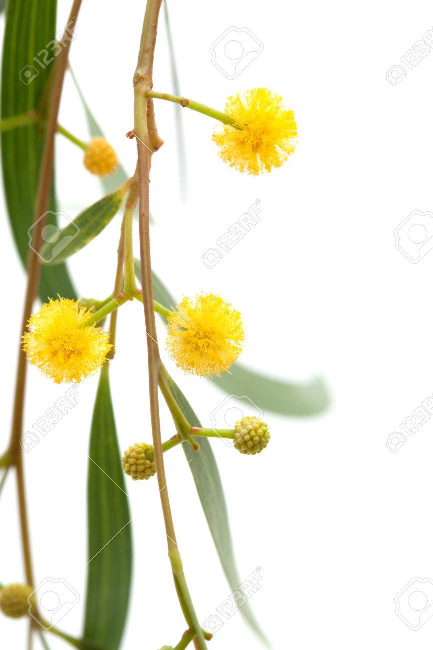 アカシアは 白で隔離の黄色のふわふわボール花小枝します の写真素材 画像素材 Image