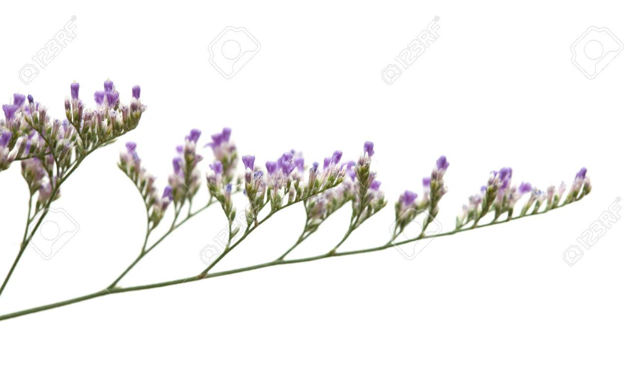 白い背景に分離された小さな紫のスターチスの花 の写真素材 画像素材 Image