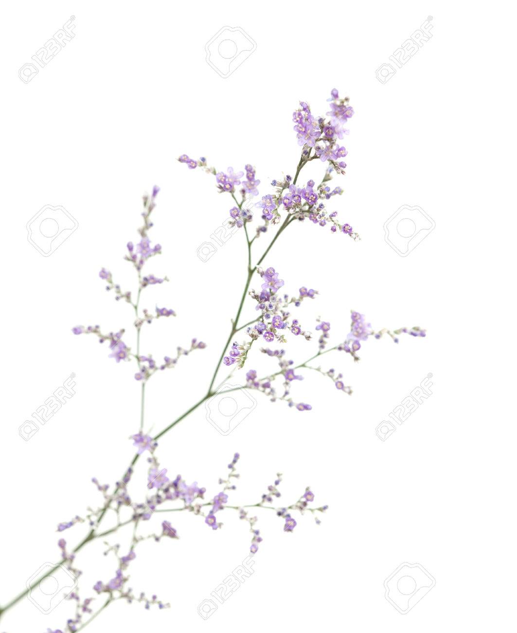 白い背景に分離された小さな紫のスターチスの花 の写真素材 画像素材 Image