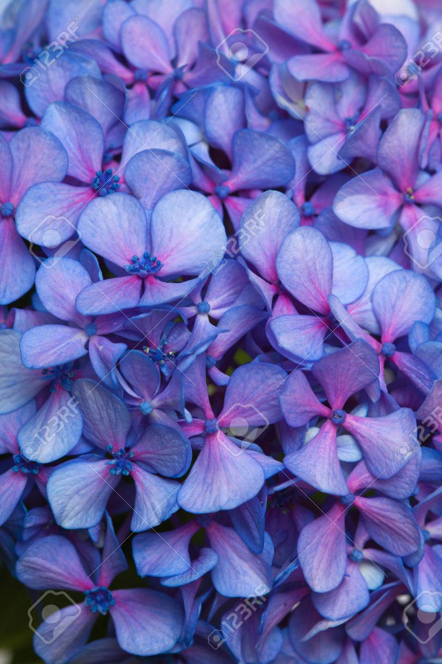 Lilac Blue Hydrangea Flowers Natural Background Stock Photo Picture And Royalty Free Image Image