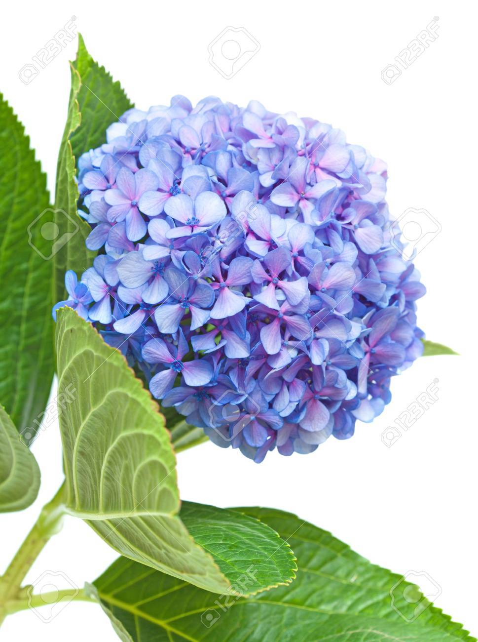 白い背景で隔離ライラック ブルー紫陽花 の写真素材 画像素材 Image