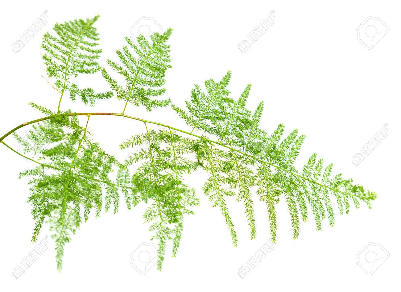 アスパラガス Setaceus 葉白で隔離 の写真素材 画像素材 Image