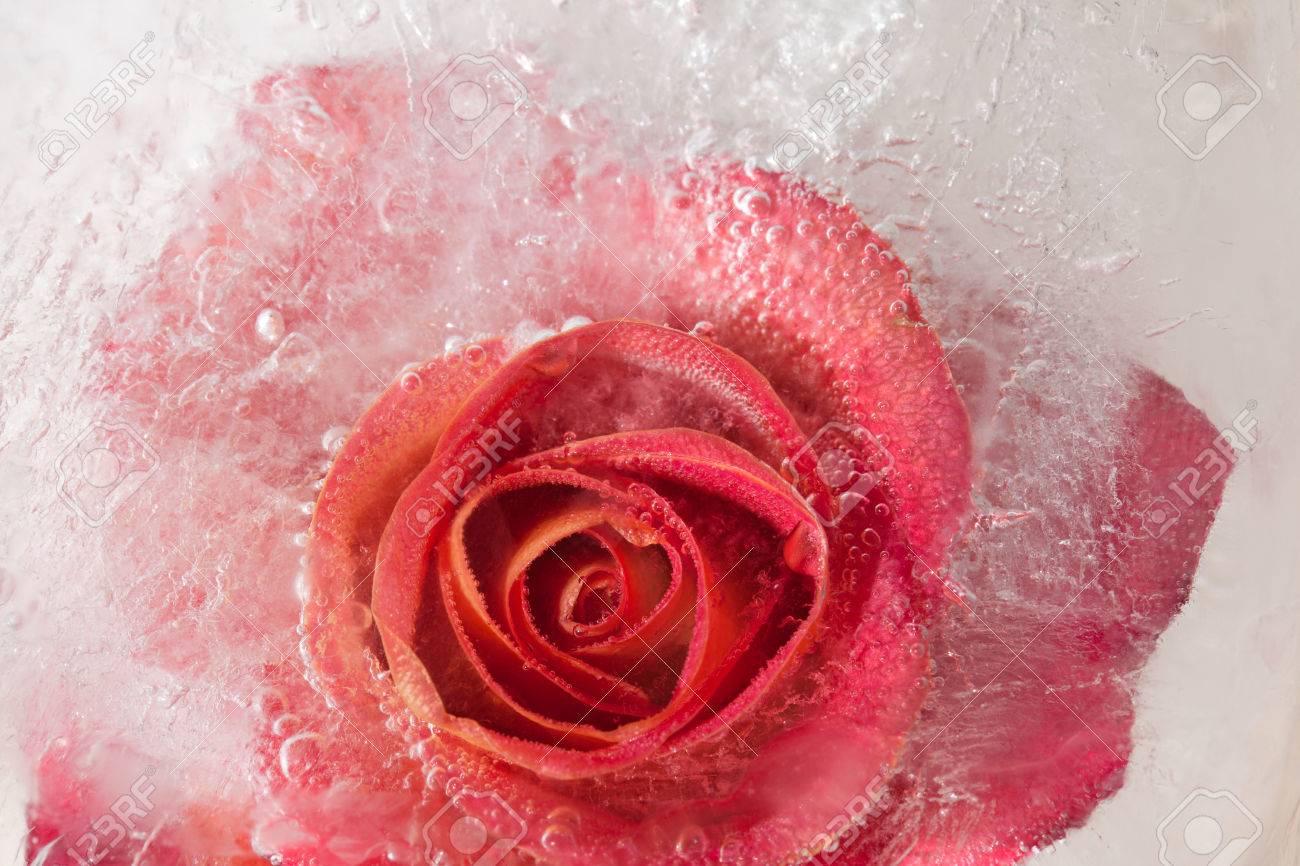 Frozen Flora Rose Flower Frozen Into Ice Block Stock Photo Picture And Royalty Free Image Image
