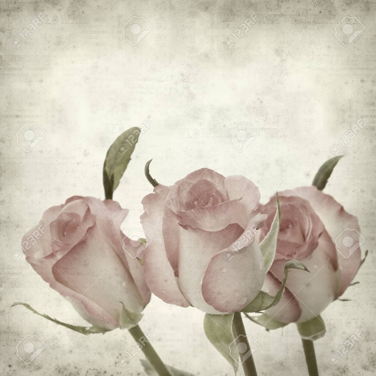 Texturé Vieux Fond De Papier Avec Pik Douce Fleur Rose