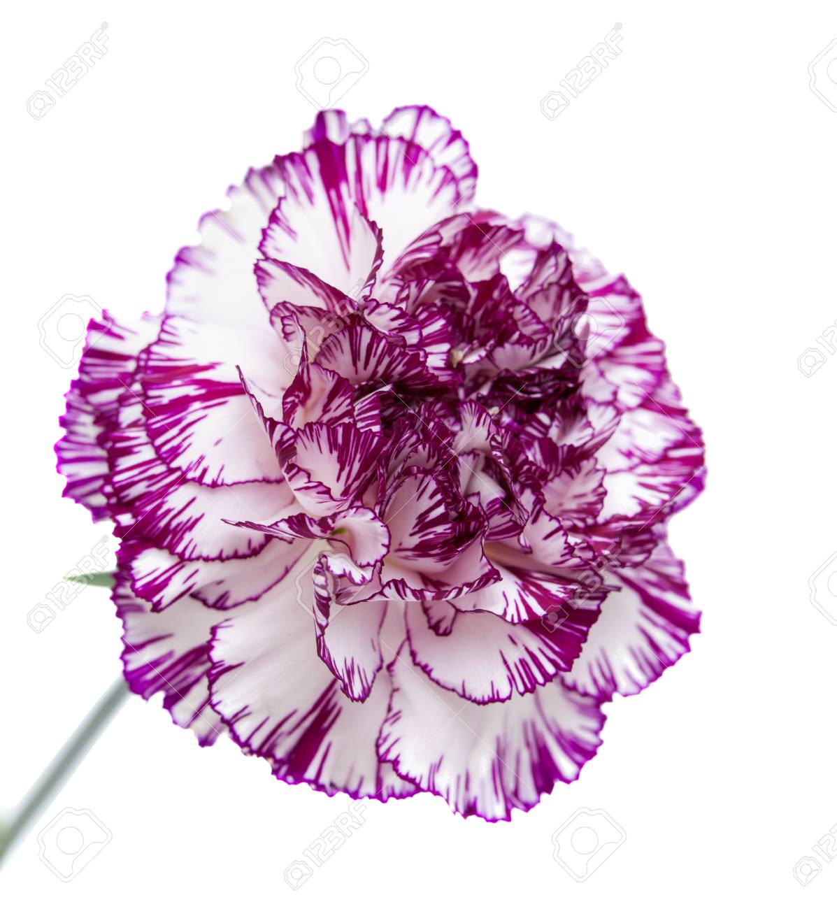 珍しい色の単一のカーネーション花 淡いライラックの花びらは暗いエッジをウィット の写真素材 画像素材 Image