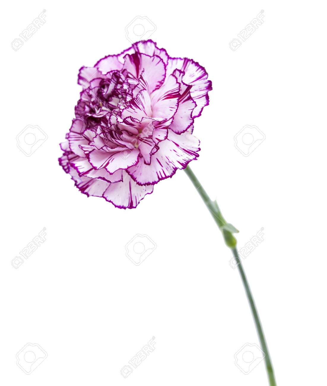 珍しい色の単一のカーネーション花 淡いライラックの花びらは暗いエッジをウィット の写真素材 画像素材 Image
