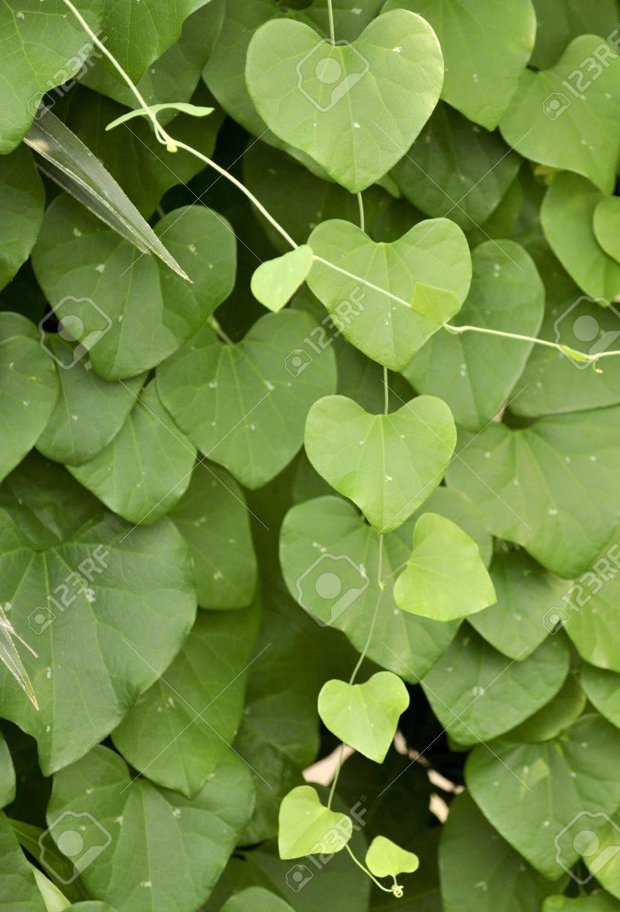 photo Heart Shaped Leaf Vine Plant vine of heart shaped leaves stock photo