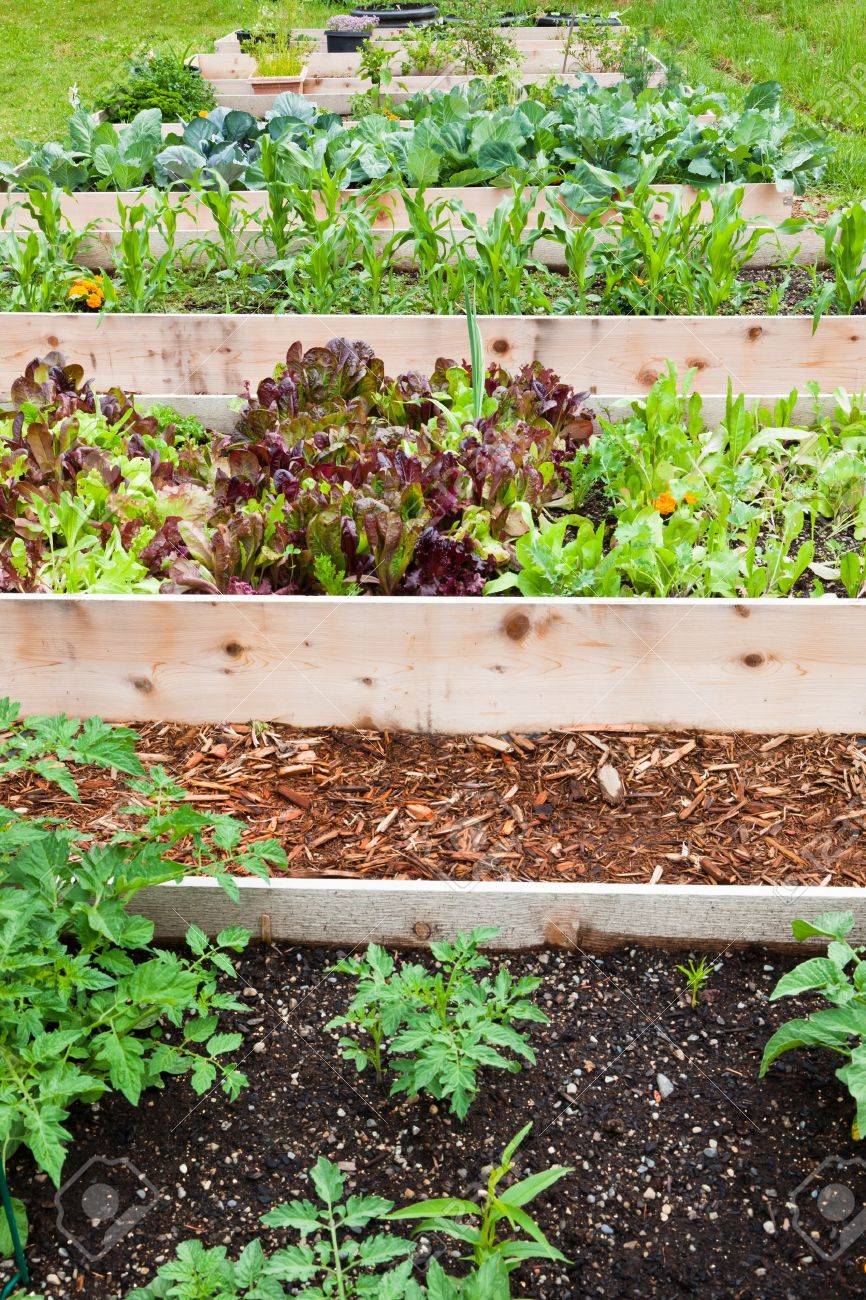 A row of raised beds made of wood boards create a vegetable garden filled with young plants. - 13292092 A row of raised beds made of wood boards create a vegetable garden filled with young plants. - 13292092