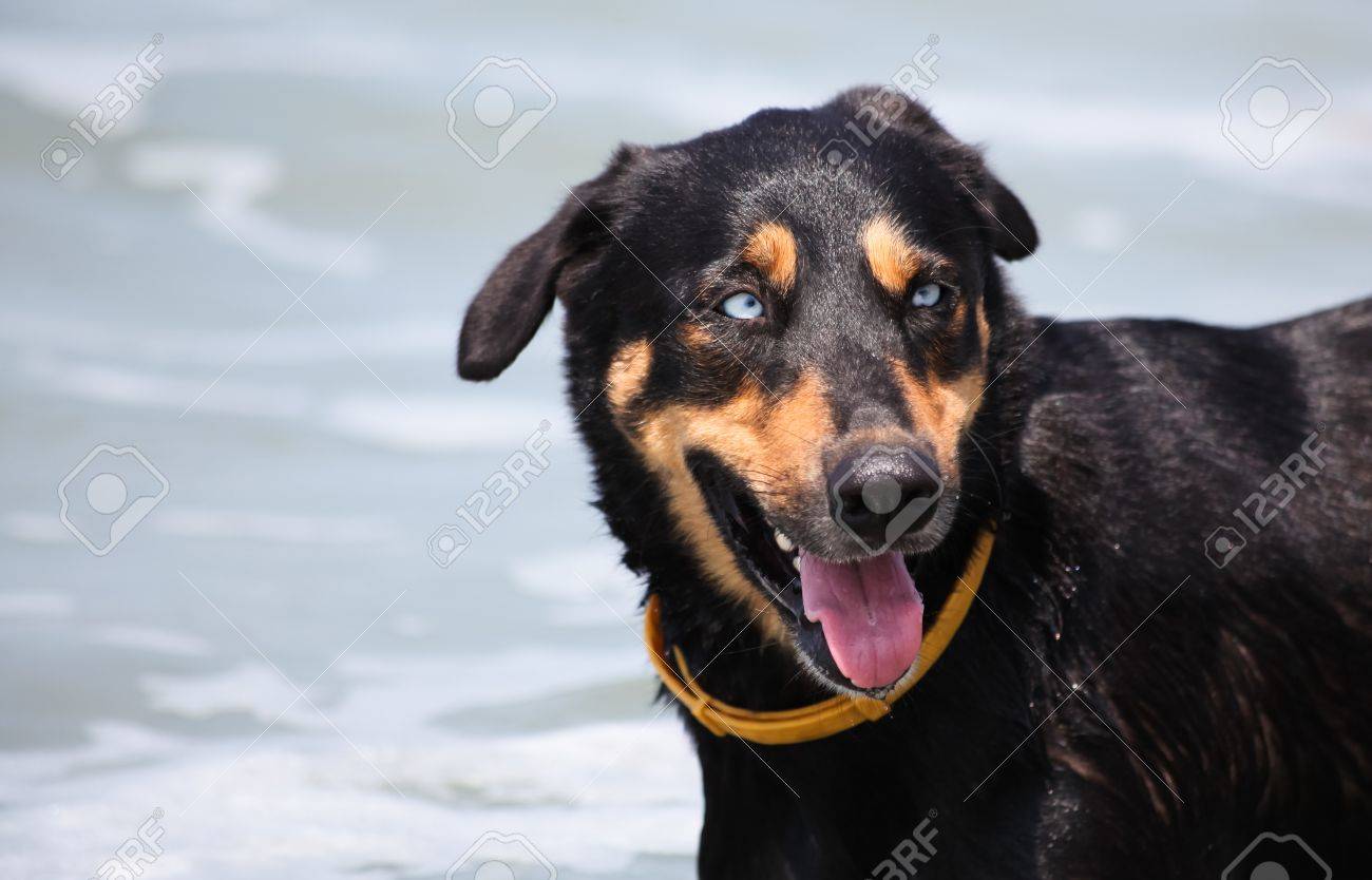 Un Chien Noir Et Feu Avec Cristallines Patauge Yeux Bleus Dans Locéan Pacifique Pour Se Rafraîchir Au Costa Rica