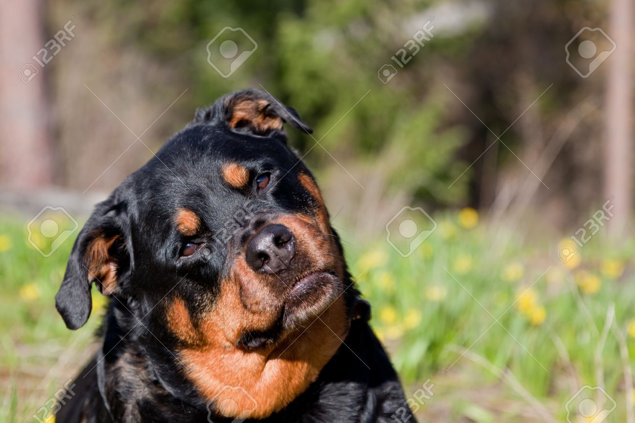 rottweiler shiny coat