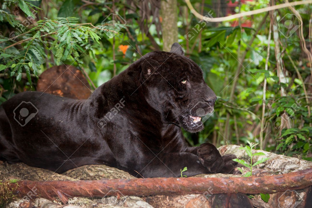 大規模な男性ブラックパンサーまたはジャガー ベリーズのジャングルの中で木製のプラットフォームに基づいています の写真素材 画像素材 Image