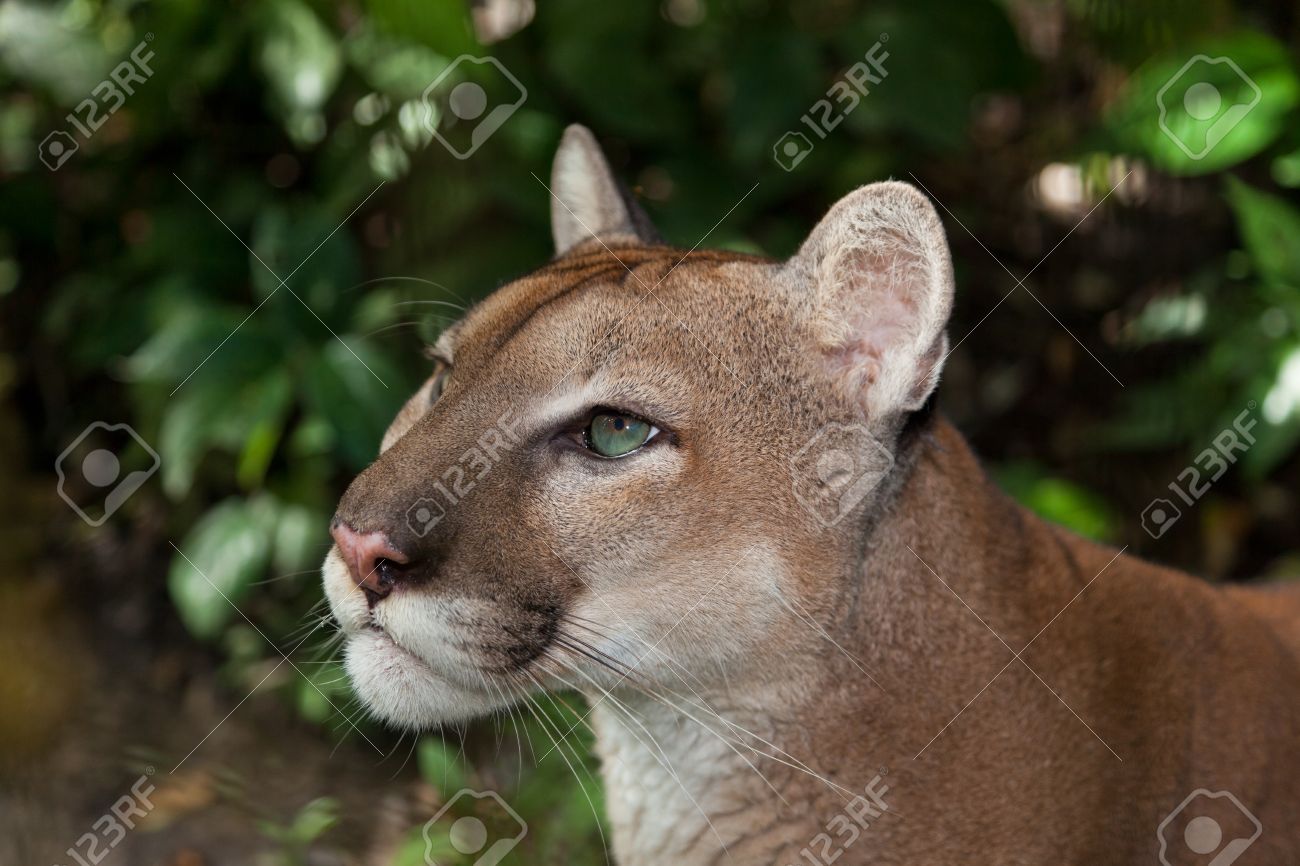un puma cougar