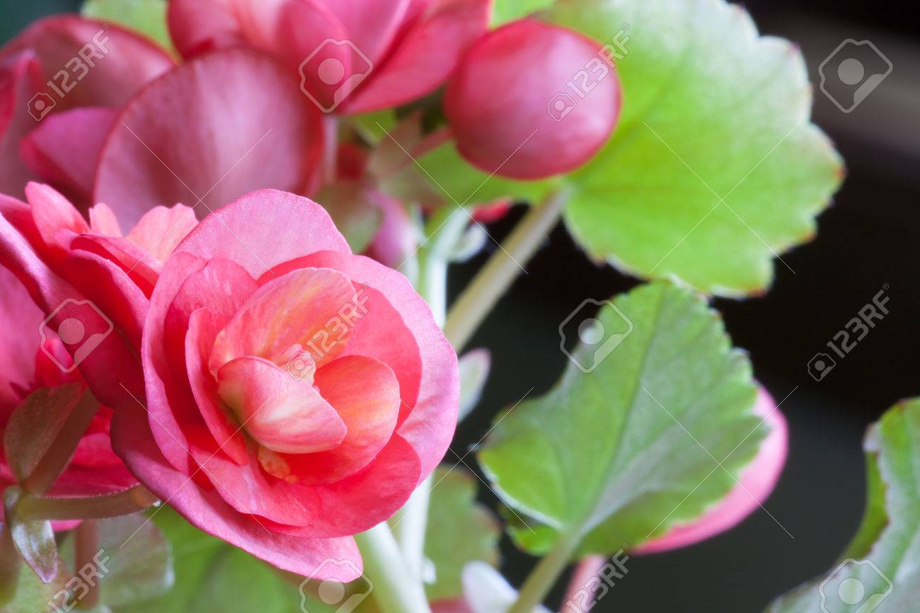 Fleurs Roses Avec Des Rayures Jaunes Lumineux Dans Le Centre Dune Plante Dintérieur De Bégonia Avec Une Feuille Verte Floue