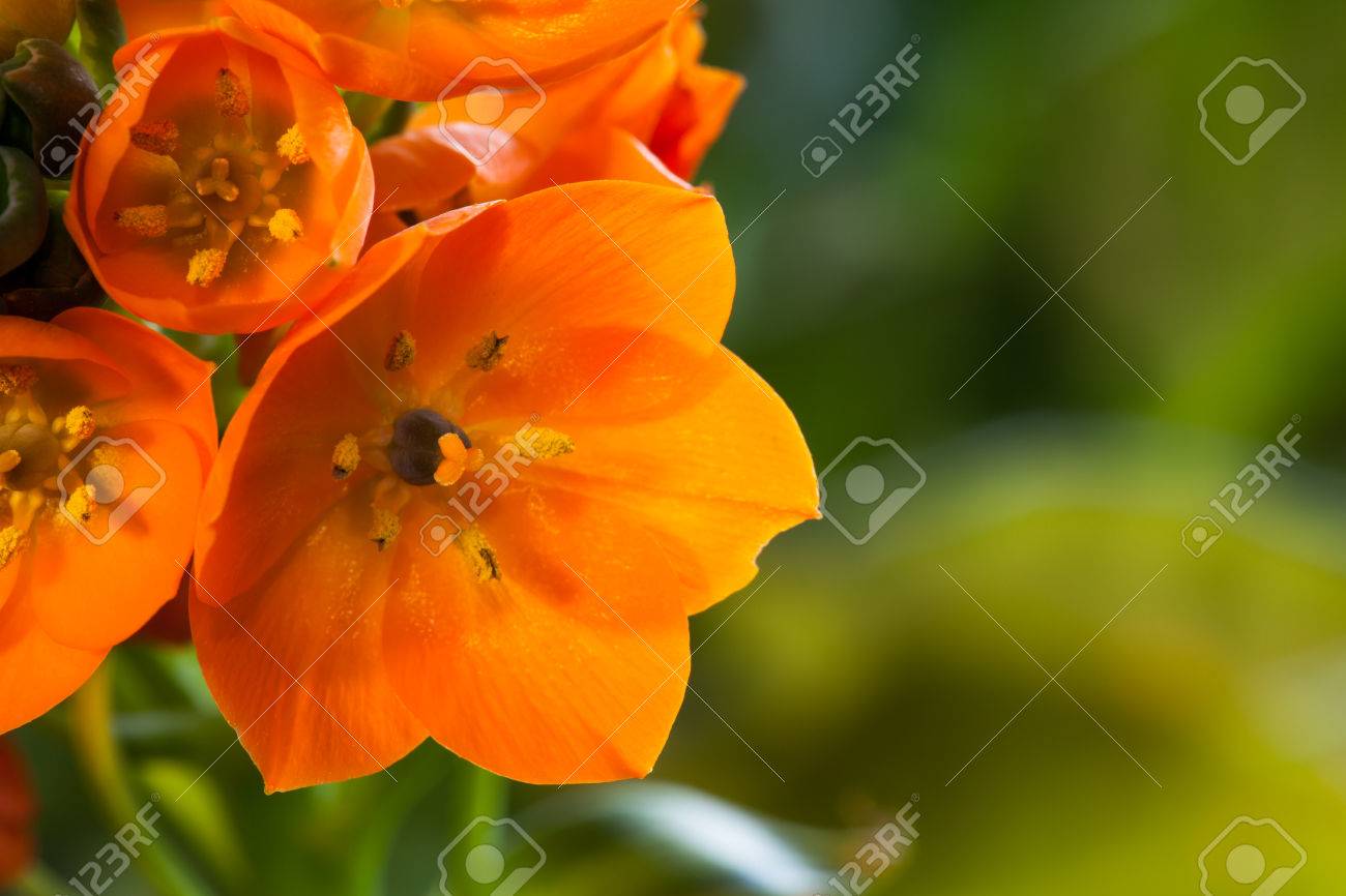 Ein Cluster Von Leuchtend Orange Bluten Auf Einem Stiel Von Einem Orange Star Zimmerpflanze Aus Sudafrika Mit Einem Grunen Verschwommen Lizenzfreie Fotos Bilder Und Stock Fotografie Image 28173940