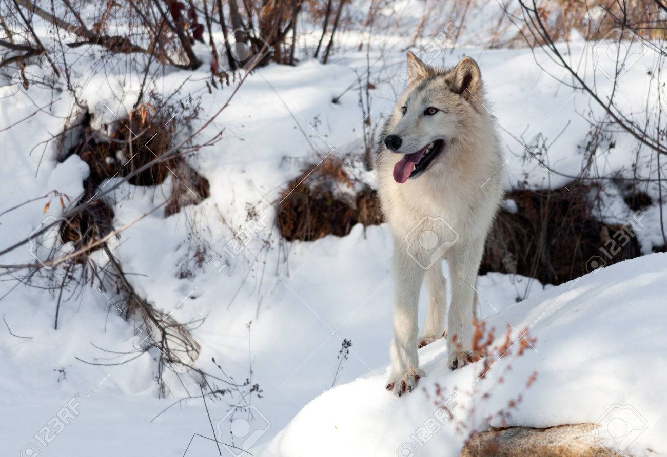 a timber and arctic