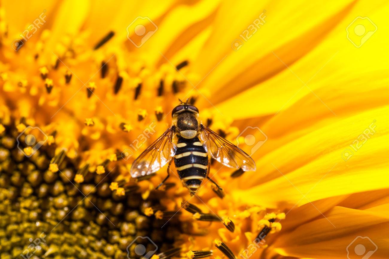 Une Petite Mouche Jaune Et Jaune Ressemblant à Une Abeille Repose Sur Les Fleurs à Lintérieur Dun Tournesol