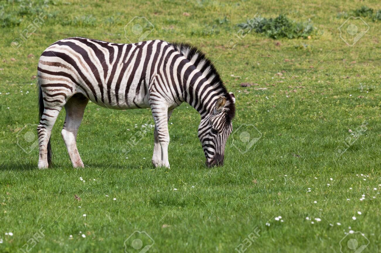 A black and white zebra grazes on spring grass in the sunshine. - 115956004 A black and white zebra grazes on spring grass in the sunshine. - 115956004