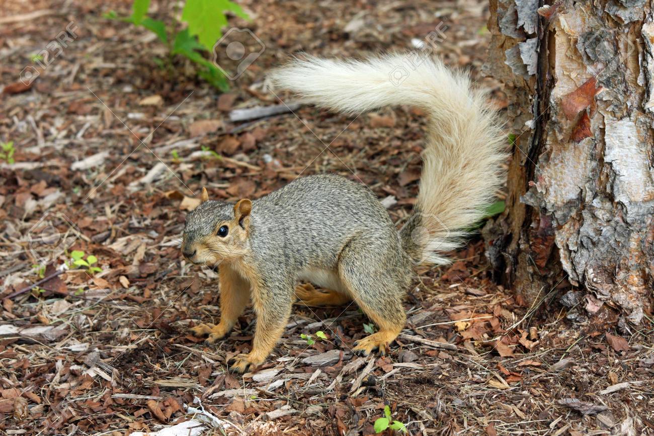 珍しい色の尾を持つ野生のリス の写真素材 画像素材 Image