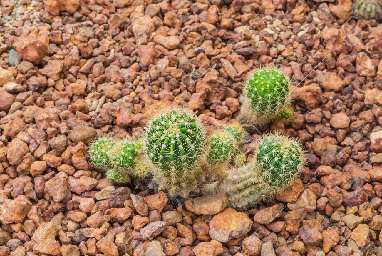 Echinopsis Calochlora サボテン 多肉植物 乾燥した植物を赤ちゃんにクローズ アップ の写真素材 画像素材 Image Echinopsis Calochlora サボテン 多肉植物 乾燥した植物を赤ちゃんにクローズ アップ の写真素材 画像素材 Image