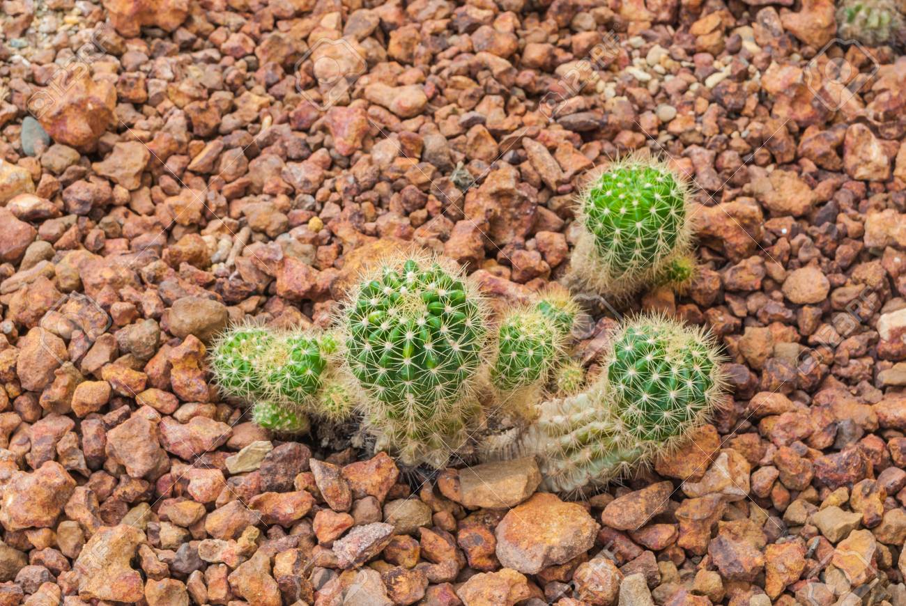 Echinopsis Calochlora サボテン 多肉植物 乾燥した植物を赤ちゃんにクローズ アップ の写真素材 画像素材 Image