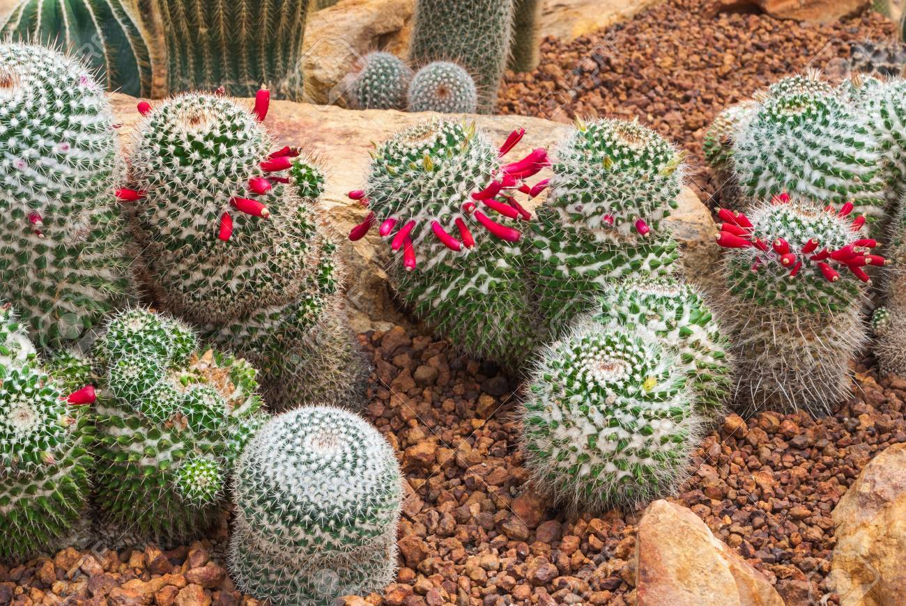 マミラリア スジアオノリ雑種サボテンのグループにクローズ アップ サボテン 多肉植物 乾燥植物 の写真素材 画像素材 Image