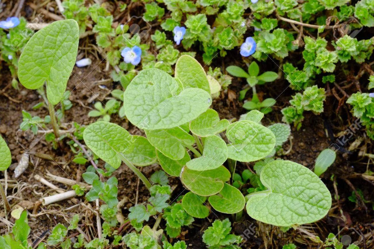 ごぼうを芽します の写真素材 画像素材 Image 9876 ごぼうを芽します の写真素材 画像素材 Image 9876
