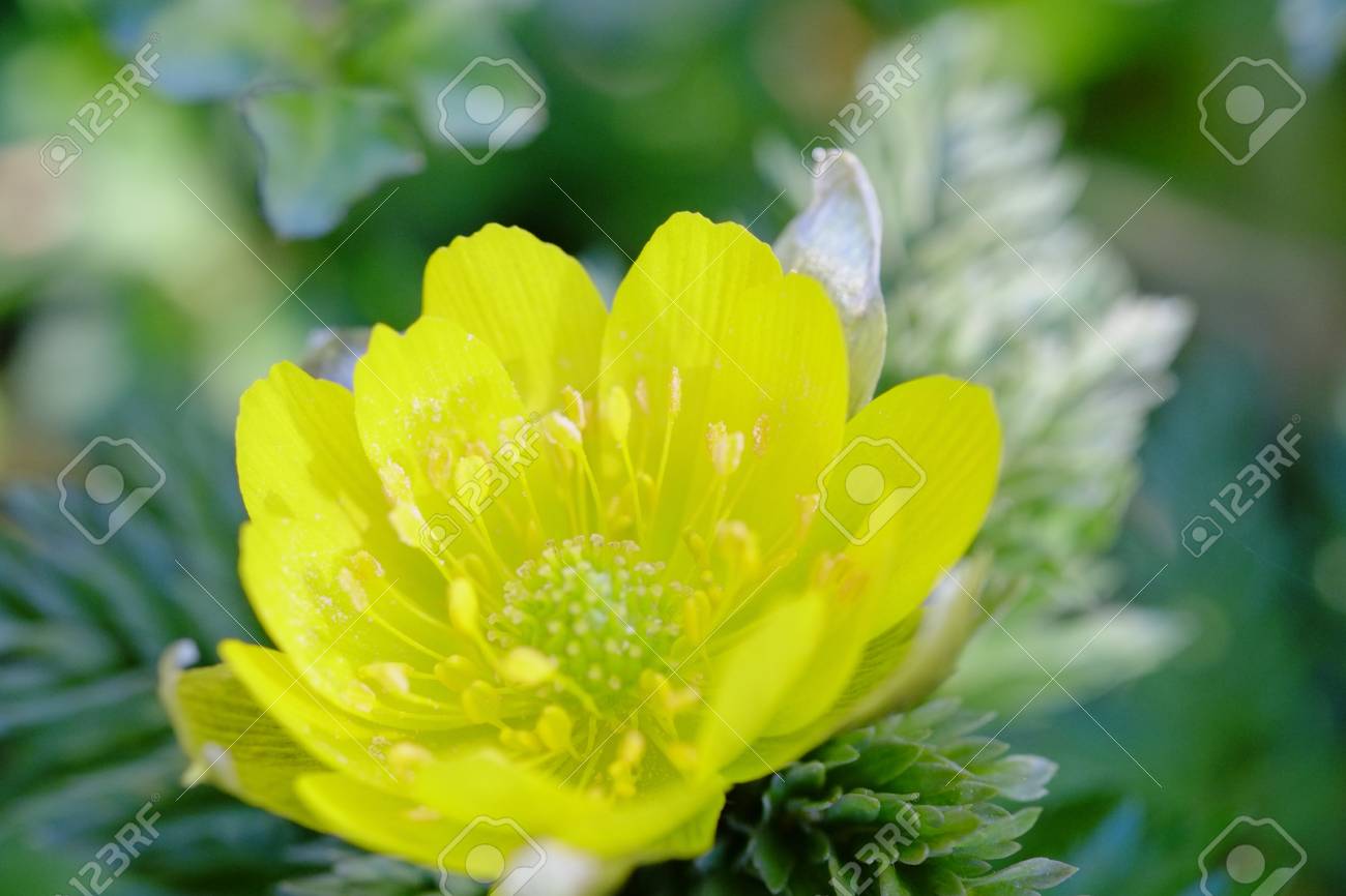 etiam-dictum-ipsum-a-felis