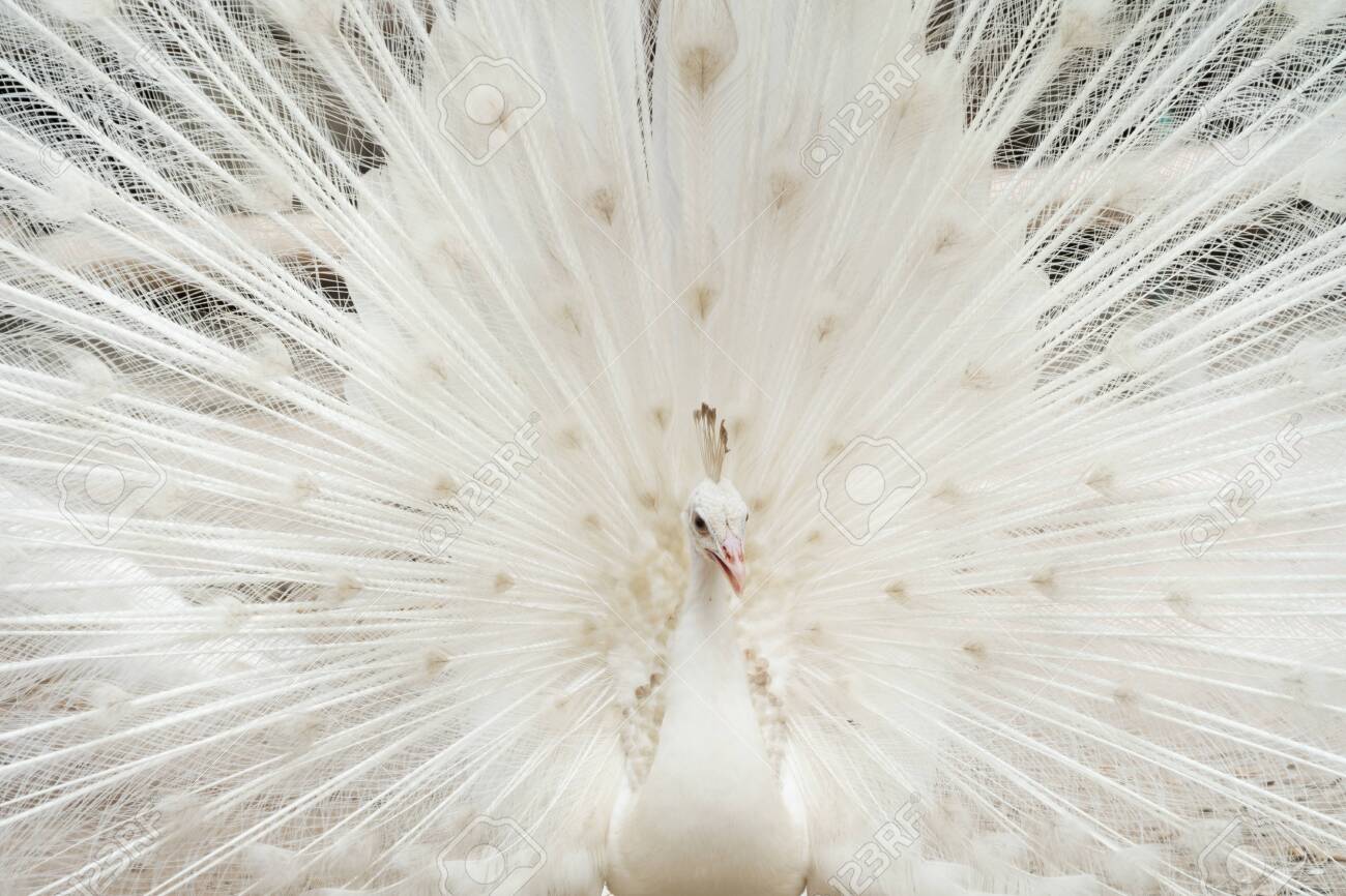 Albino Peacock Bird Displaying Out Spread Tail Feathers With Stock Photo Picture And Royalty Free Image Image Albino Peacock Bird Displaying Out Spread Tail Feathers With Stock Photo Picture And Royalty Free Image Image