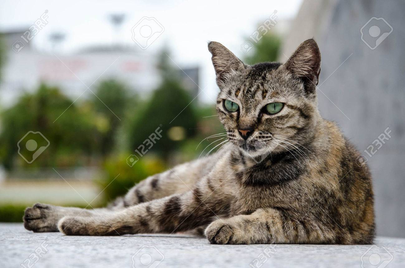 etiam-dictum-ipsum-a-felis