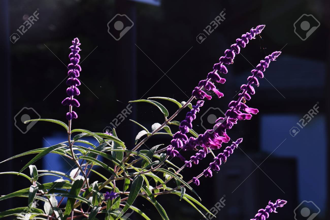 etiam-dictum-ipsum-a-felis