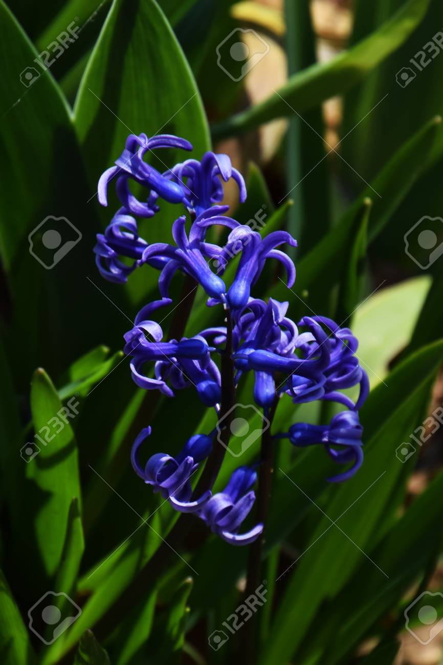 香り豊かな水色の春の花 ヒヤシンス の写真素材 画像素材 Image