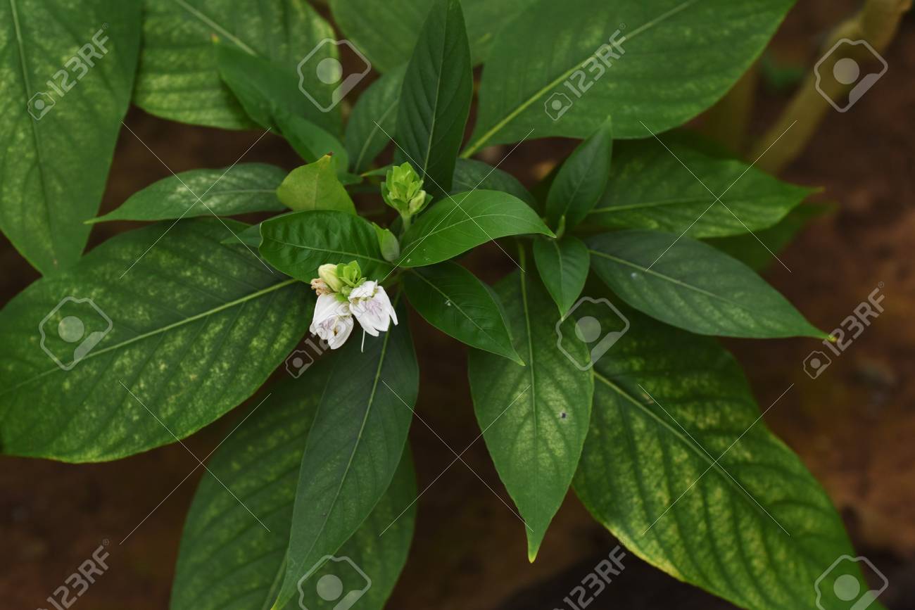 Justicia Adhatoda Malabar Nut Stock Photo Picture And Royalty Free Image Image 120793433