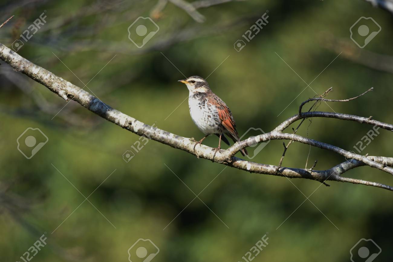 etiam-dictum-ipsum-a-felis