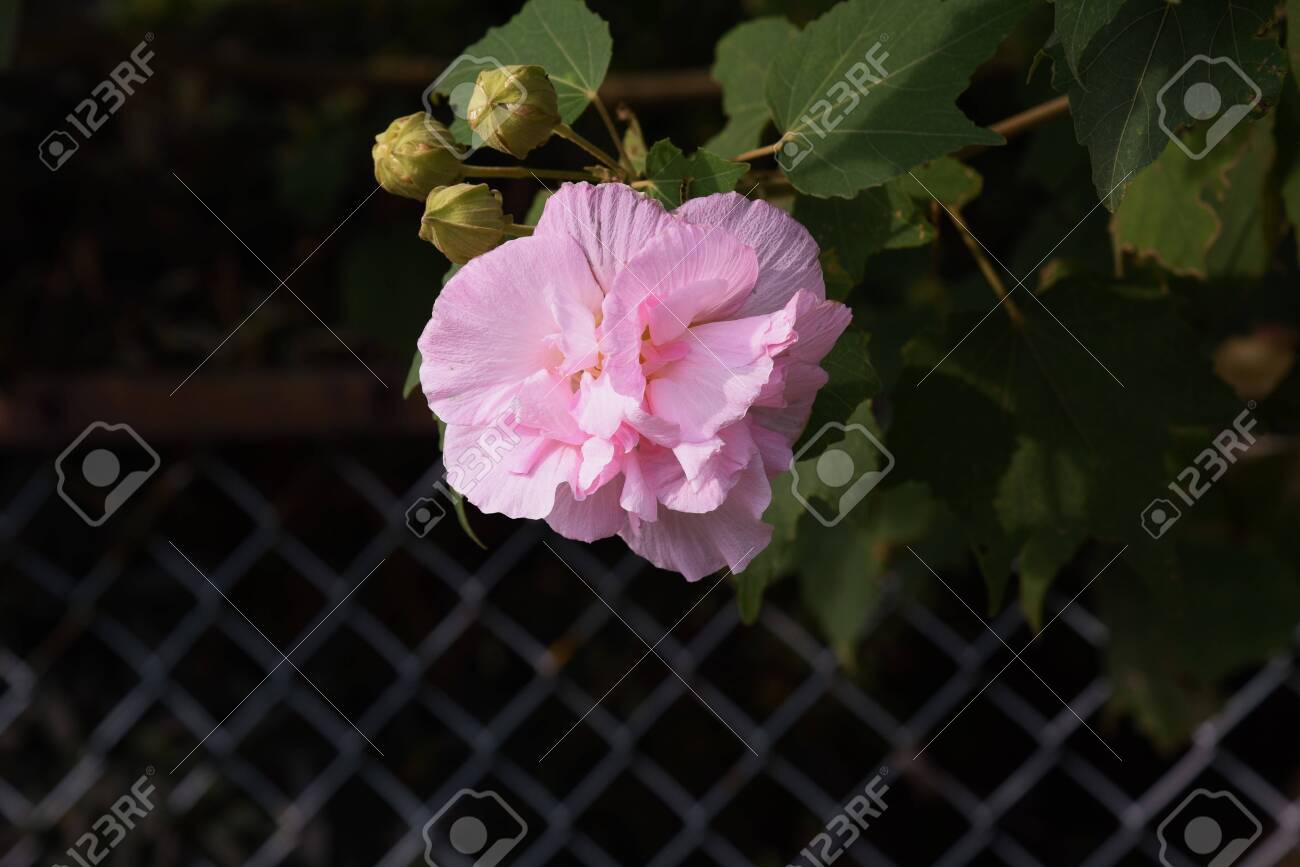 etiam-dictum-ipsum-a-felis