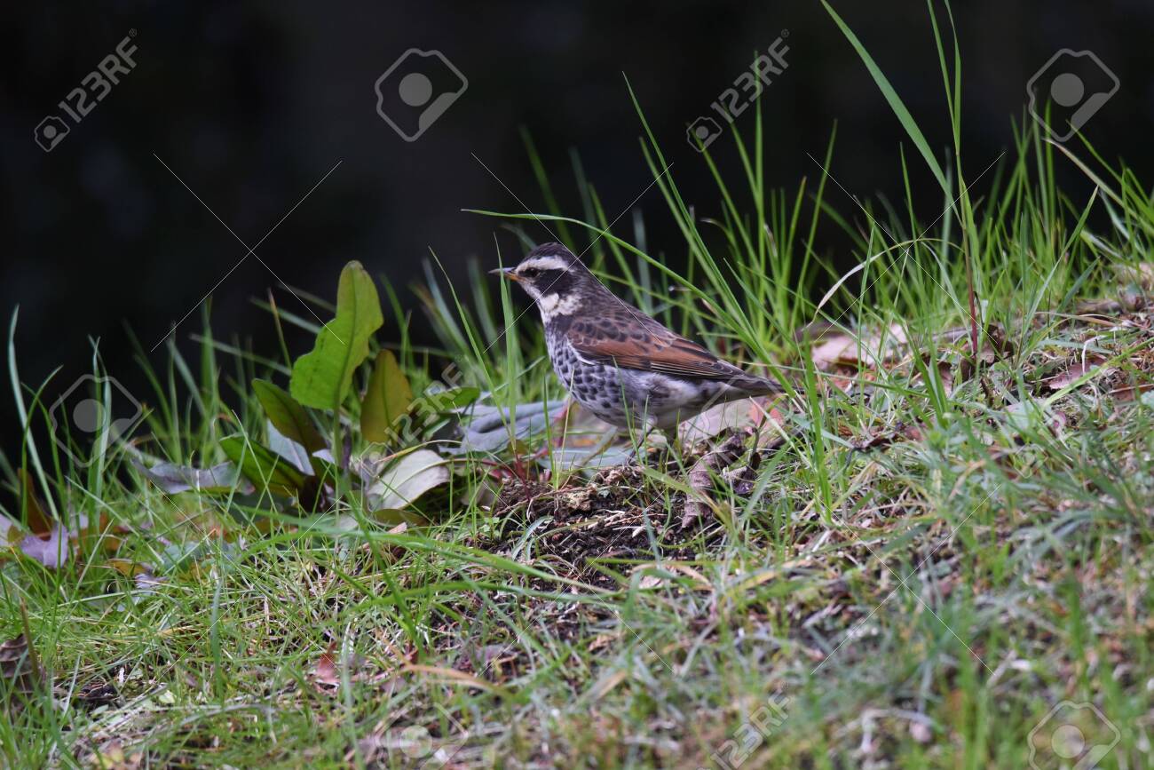 etiam-dictum-ipsum-a-felis