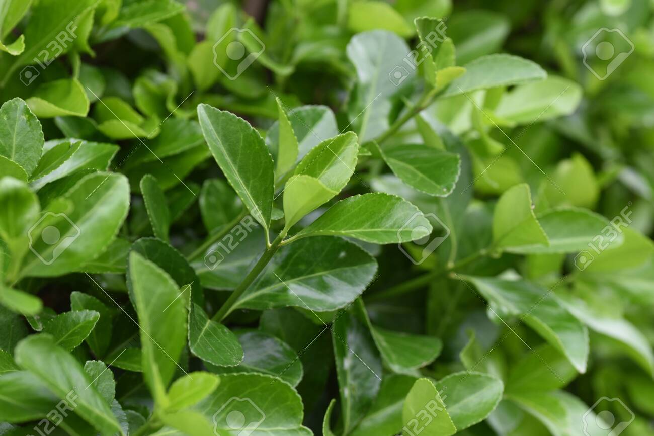 Japanese Spindle Tree Stock Photo Picture And Royalty Free Image Image