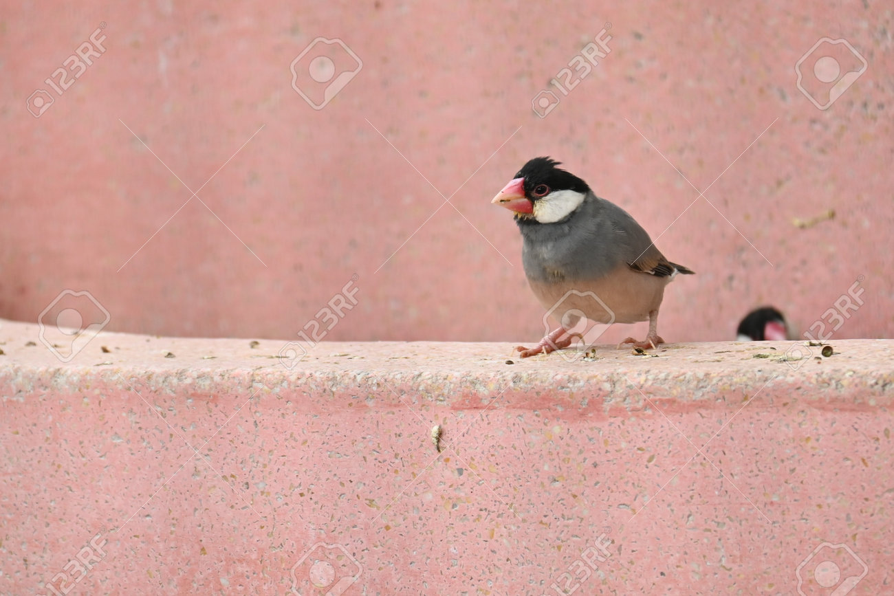 etiam-dictum-ipsum-a-felis