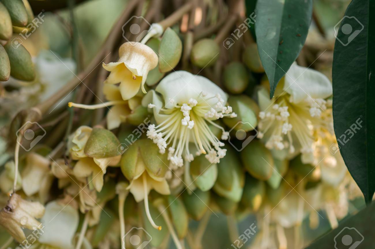 Durian Flower Stock Photo Picture And Royalty Free Image Image