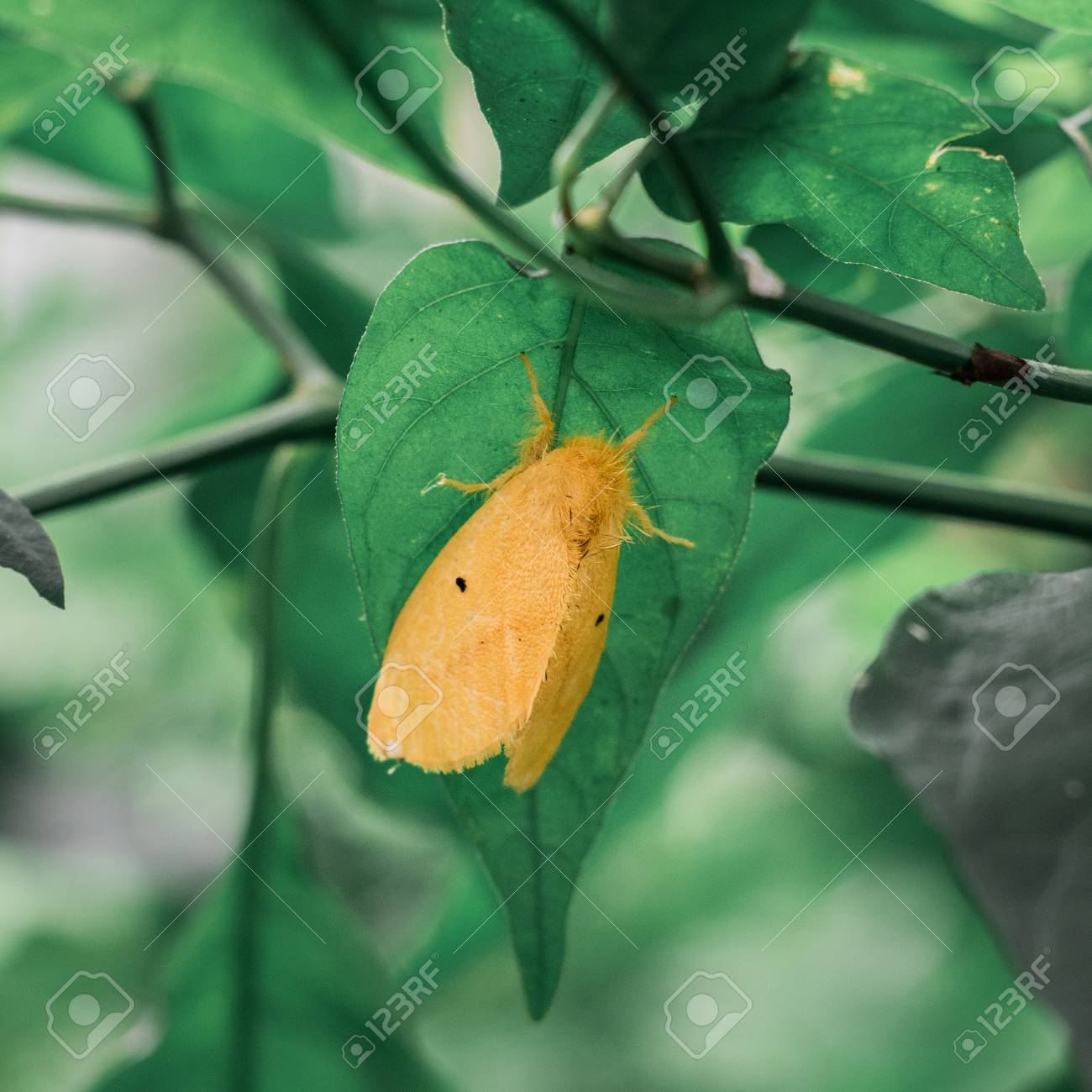 etiam-dictum-ipsum-a-felis