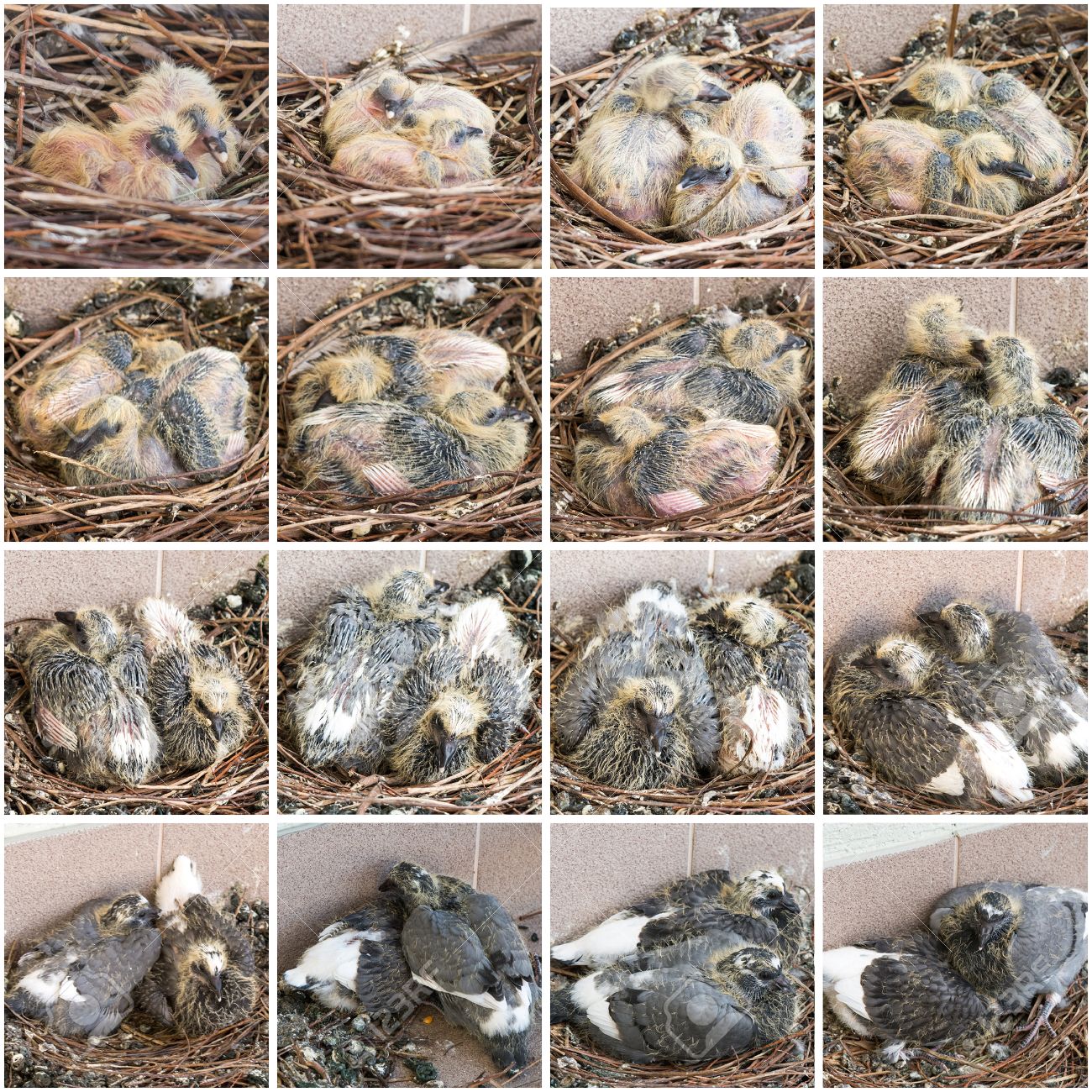 Etapes De La Croissance Des Poussins Pigeons De La Naissance A 2 Semaines Banque D Images Et Photos Libres De Droits Image