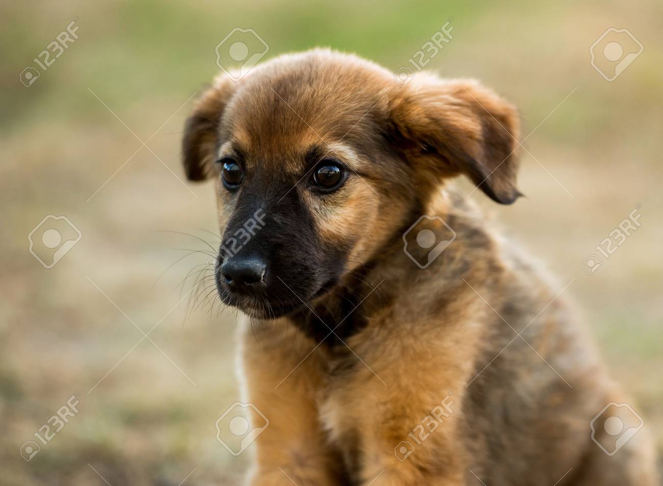 pedigree gravy dog food