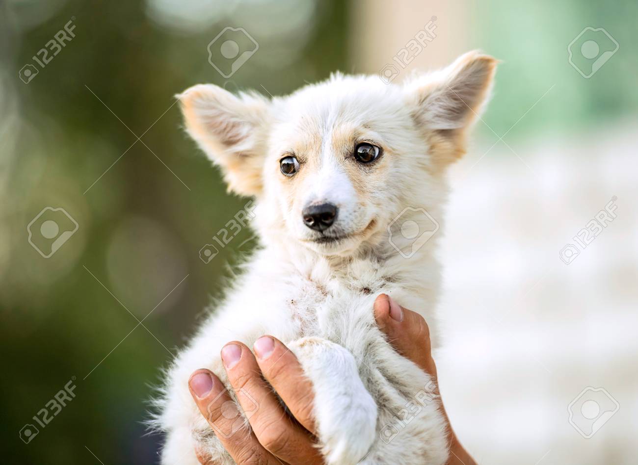 etiam-dictum-ipsum-a-felis