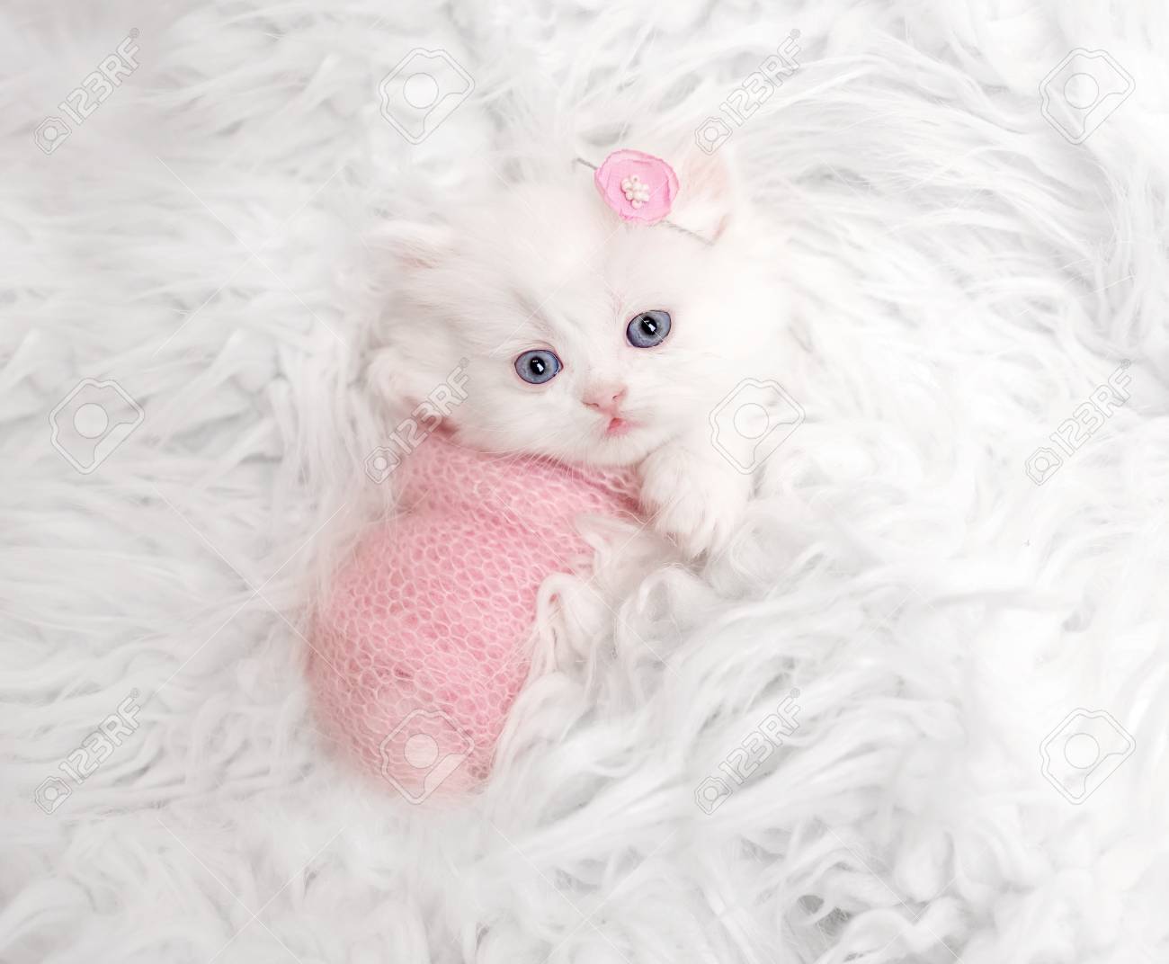 newborn Scottish kitten on white fur - 112912883 newborn Scottish kitten on white fur - 112912883