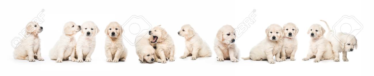 Serial of golden retriever puppies isolated - 115187933 Serial of golden retriever puppies isolated - 115187933