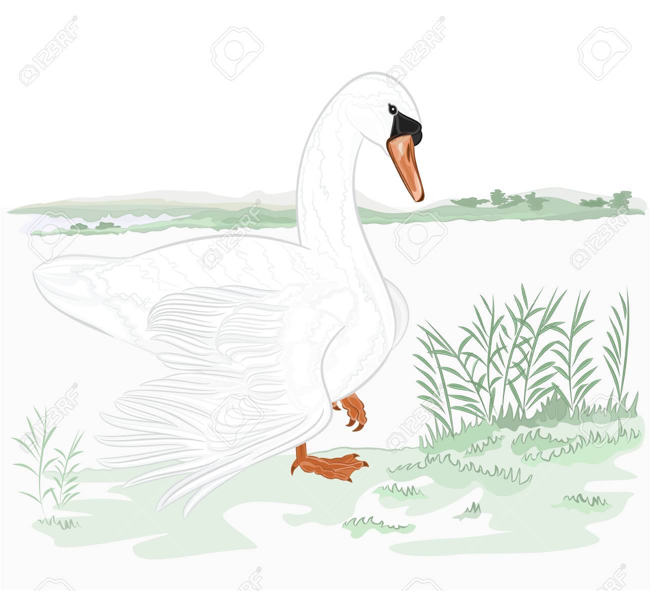 100 Epic Bestかわいい 白鳥 の 湖 イラスト 美しい花の画像