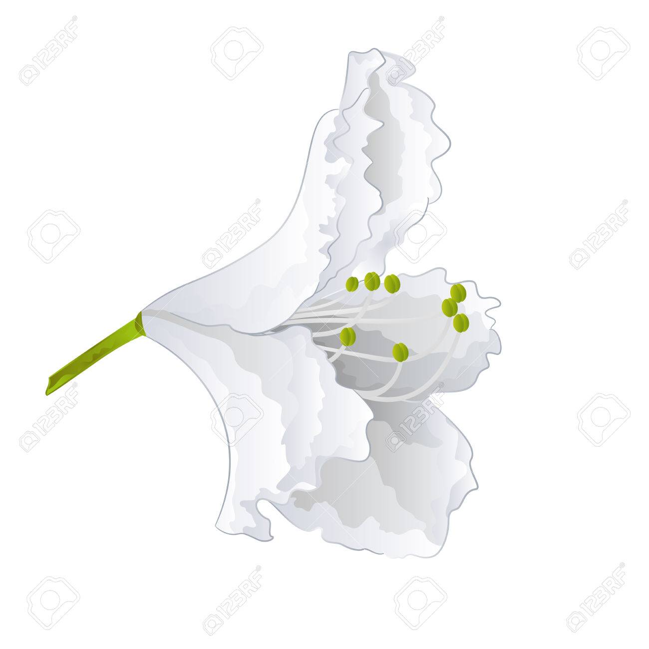 白い花シンプルな山ツツジの低木春ベクトル イラスト のイラスト素材 ベクタ Image