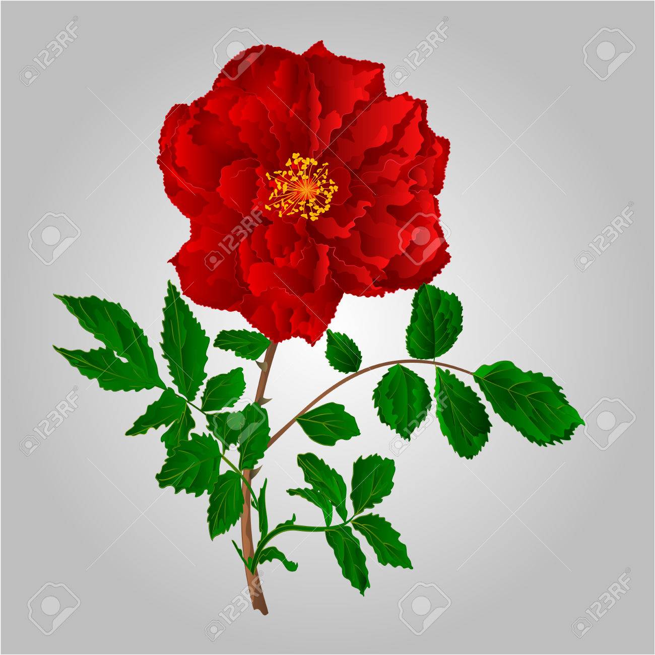 Rose Roja Tallo De La Flor Con Hojas Y Flores Ilustración