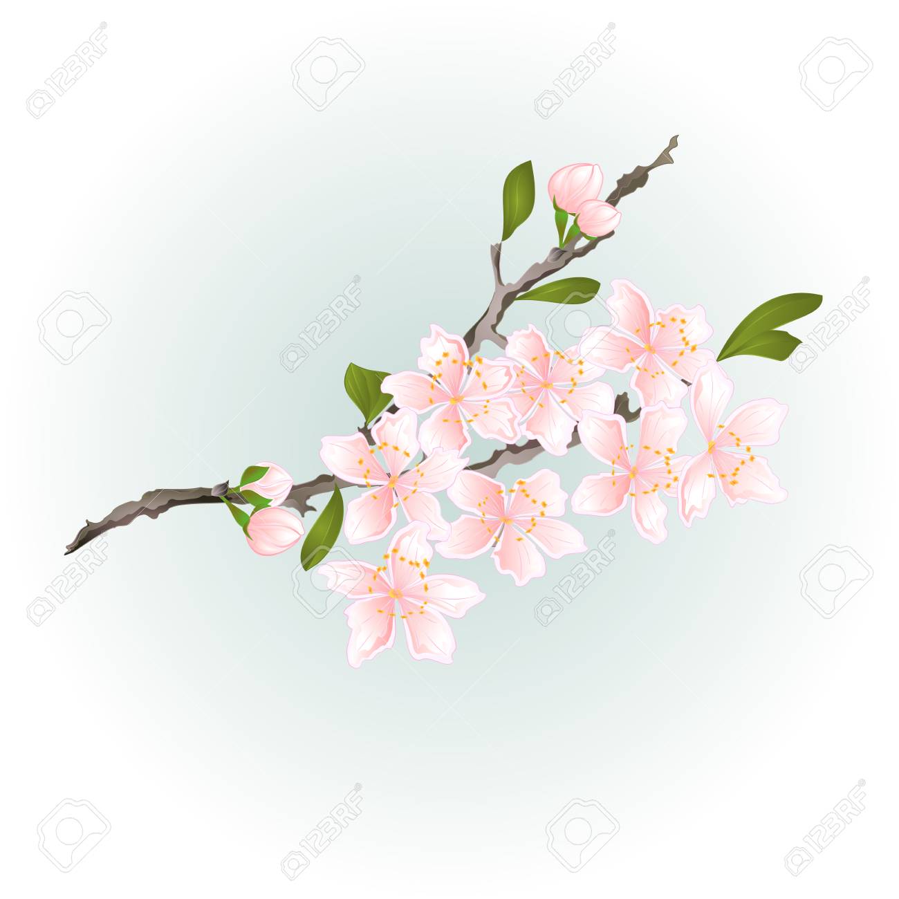 さくら桜支店ピンク花と葉の図 のイラスト素材 ベクタ Image